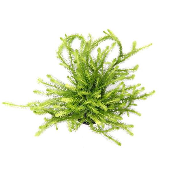 Stoffels Mayaca fluviatilis (Bunch)