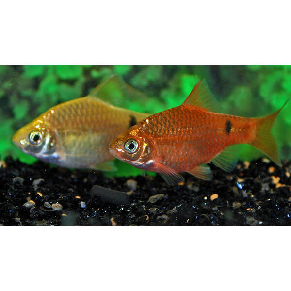 Pethia Conchonius Neon M