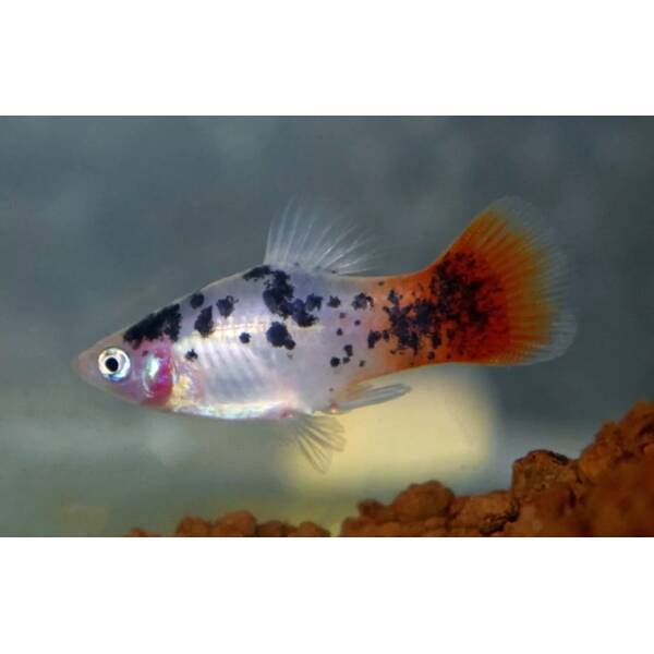 Platy White Spotted Redtail M