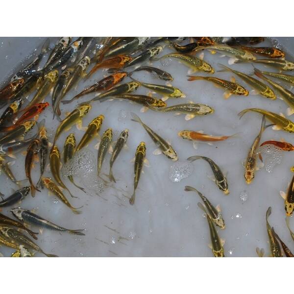 Koi Ghost 16-20cm