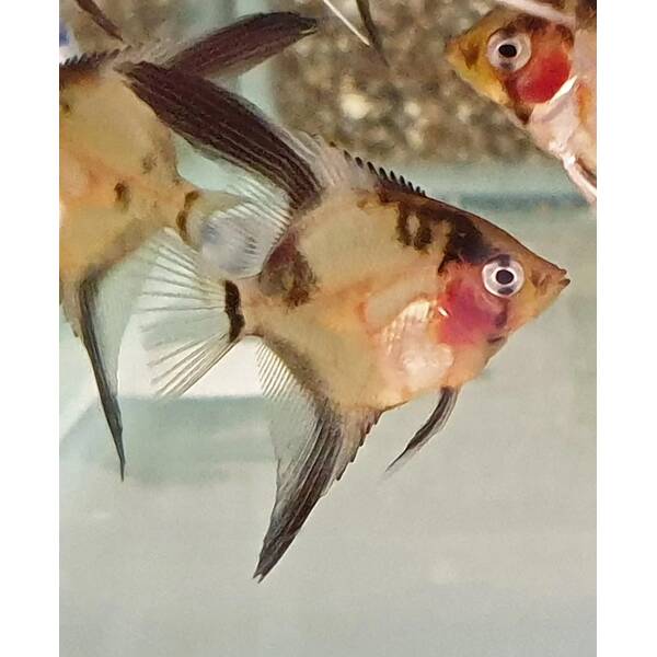 Pterophyllum Scalare Ghost Blushing M