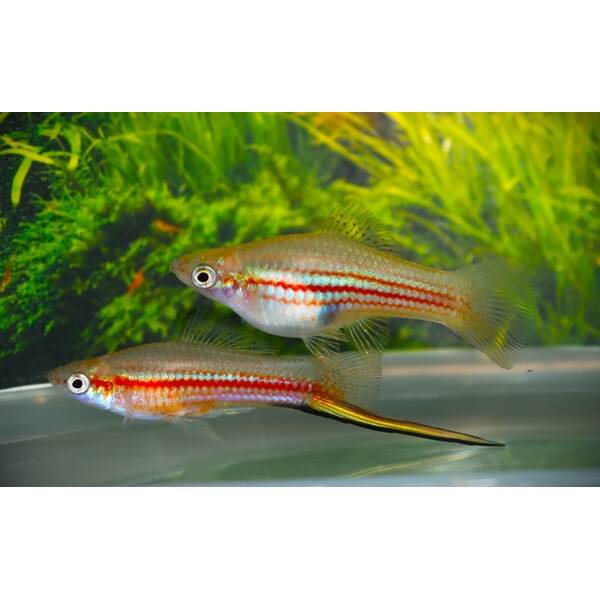 Xiphophorus Helleri Yucatan M