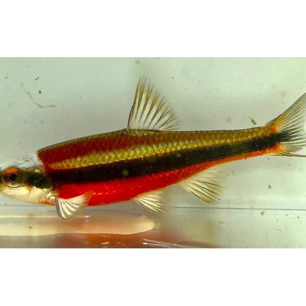 Notropis Lutipinnis M