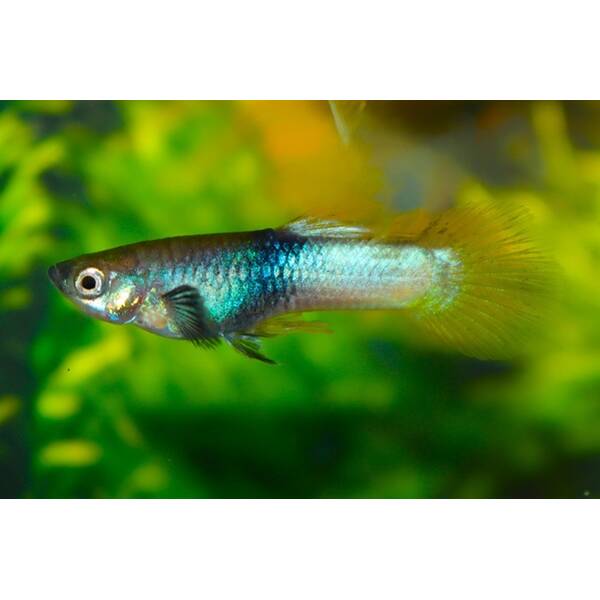 Poecilia Reticulata Pingu Male M
