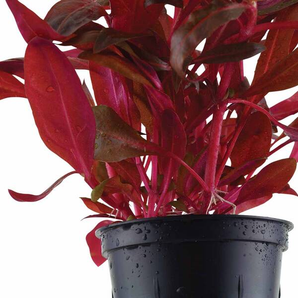 Stoffels Alternanthera Reineckii Rosanervig