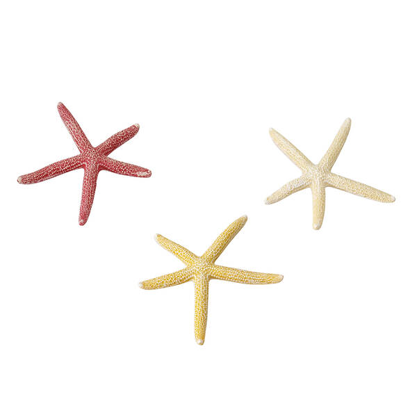 Aqua Della Starfish Mix S 10 cm