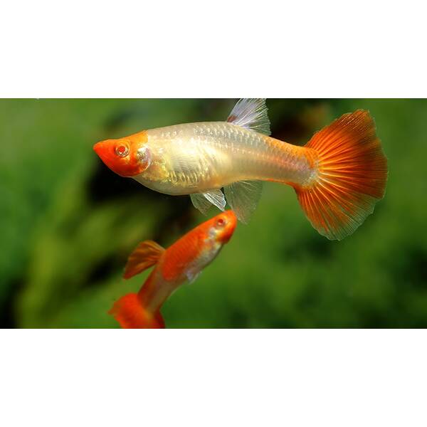Poecilia Reticulata Koi M/F