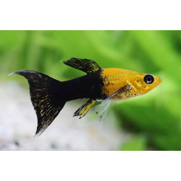 Molly Gold Dust Tuxedo Longfin S/M