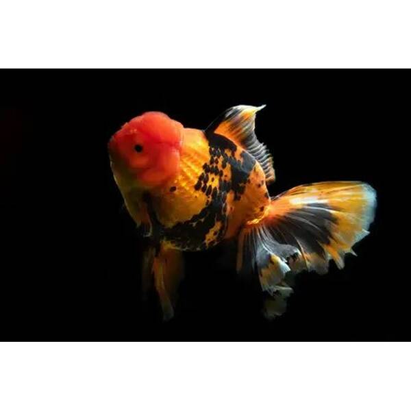 Carassius Auratus Short Tail Mix 14-16cm