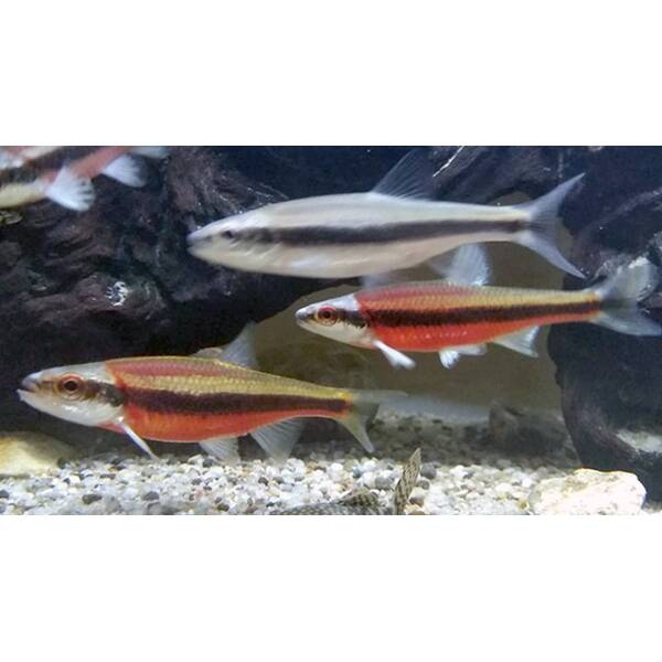 Notropis Lutipinnis M