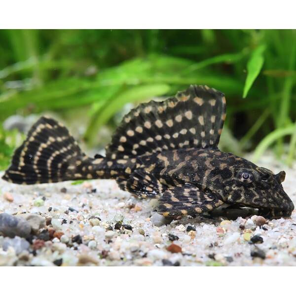 L001 Pterygoplichthys joselimaianus M