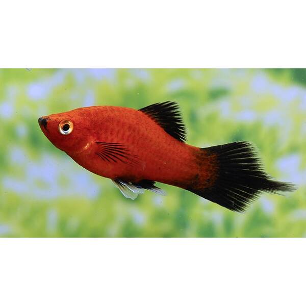 Platy Red Wagtail M