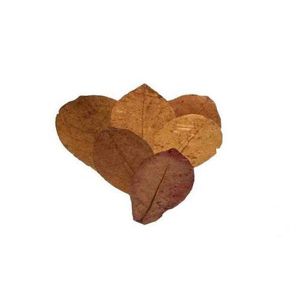 Nature4Pets Catappa leaves XL 10pcs 21-40cm