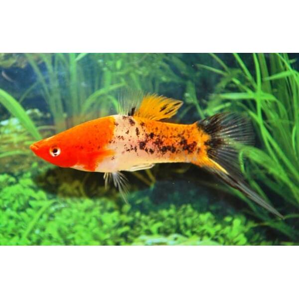 Xiphophorus Helleri Koi Sanke M