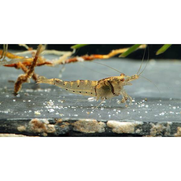 Caridina Pareparensis Parvidentata