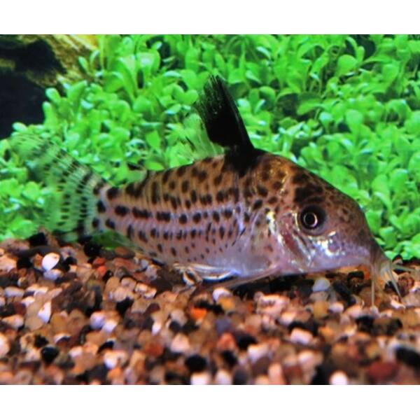 Corydoras Ambiacus