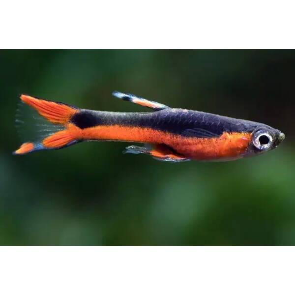 Poecilia Wingei Santa Maria (M/F) M