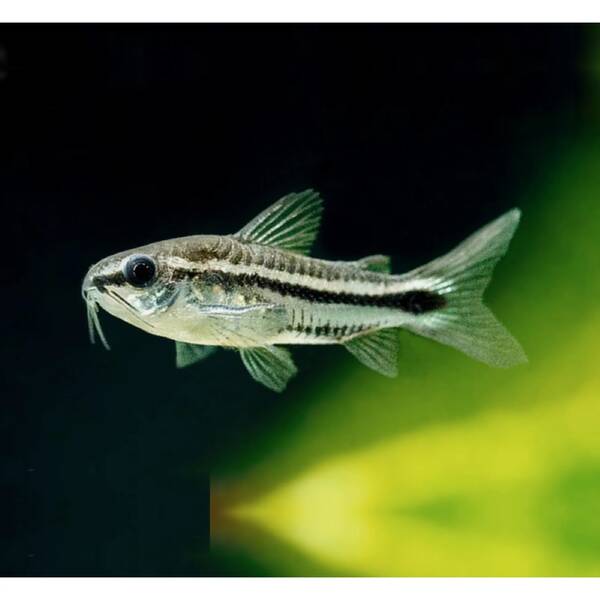 Corydoras Pygmaeus
