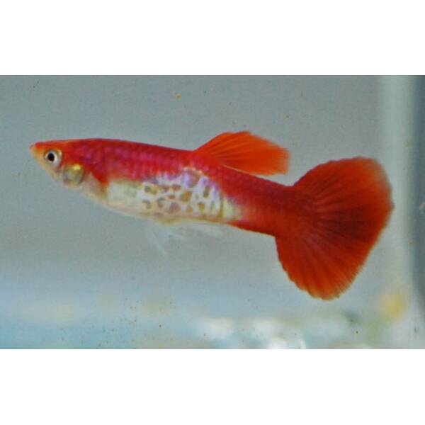 Poecilia Reticulata Snakeskin Flamingo Red Male