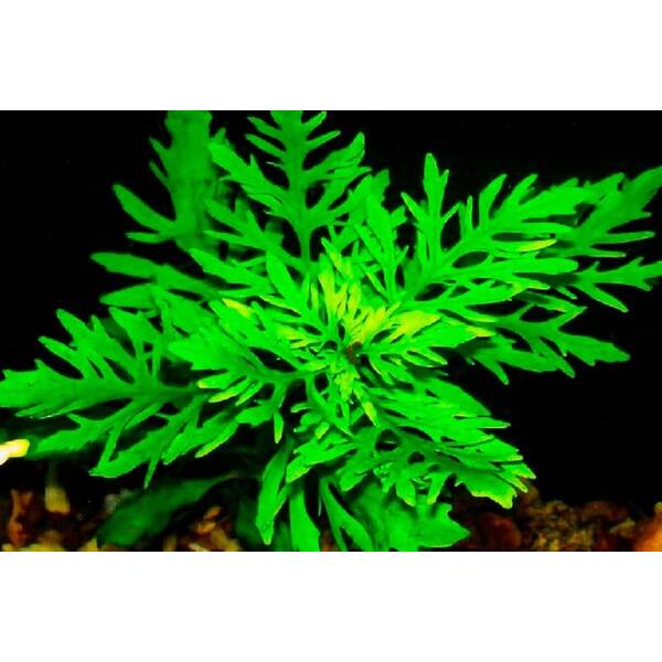 Stoffels Hygrophila Difformis