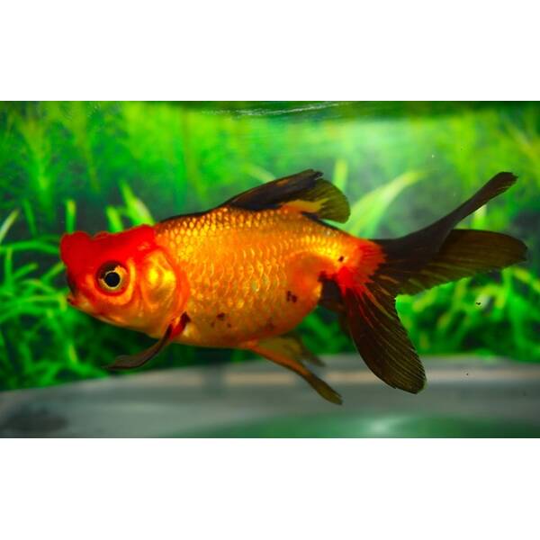 Carassius Auratus Mix Pompom 8-10cm