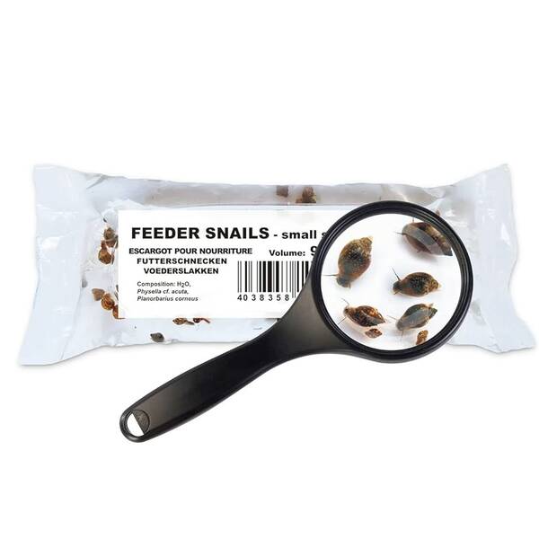 Live Food Bladder Snails 90ml