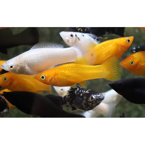 Molly Sailfin Mix M