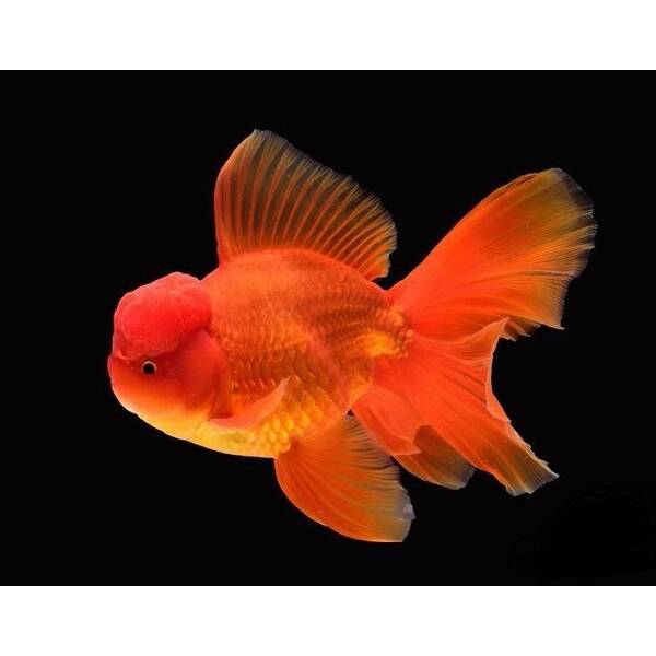 Carassius Auratus Long Tail Mix 14-16cm