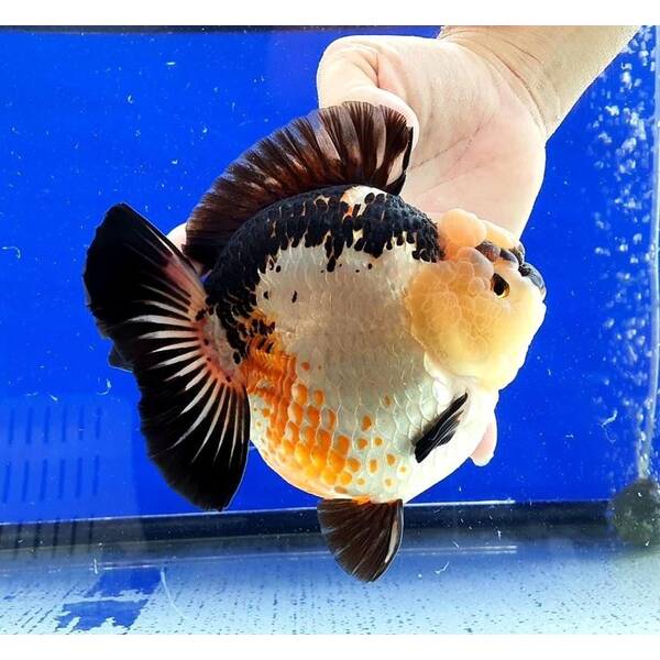 Carassius Auratus Lion Head Shorttail Mix XXL