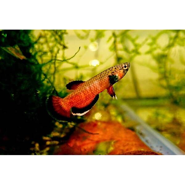 Betta Albimarginata L