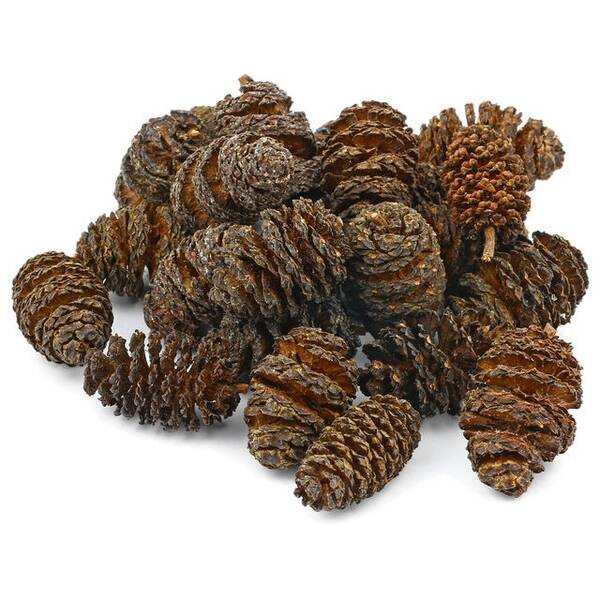 Hobby Alder Cones 50pcs Hobby Alder Cones 50pcs