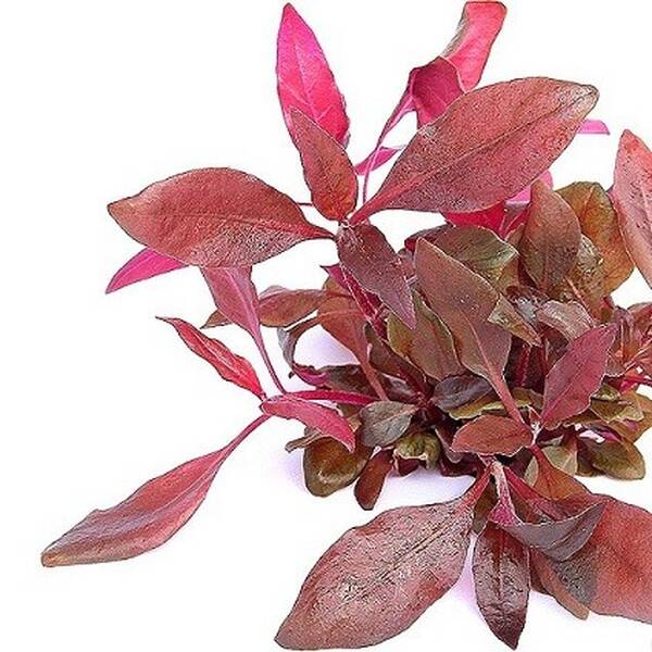 Stoffels Alternanthera Reineckii 'Lila'