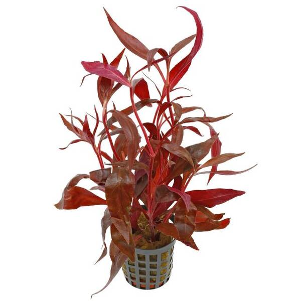 Stoffels Alternanthera Reineckii (Cardina)