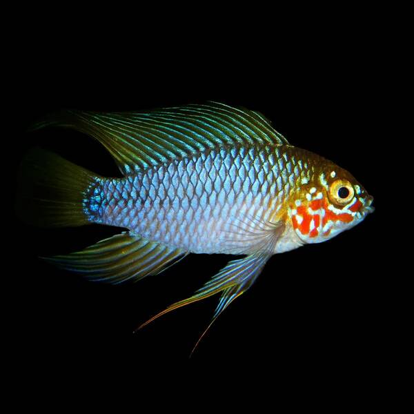 Apistogramma sp. Opal S/M