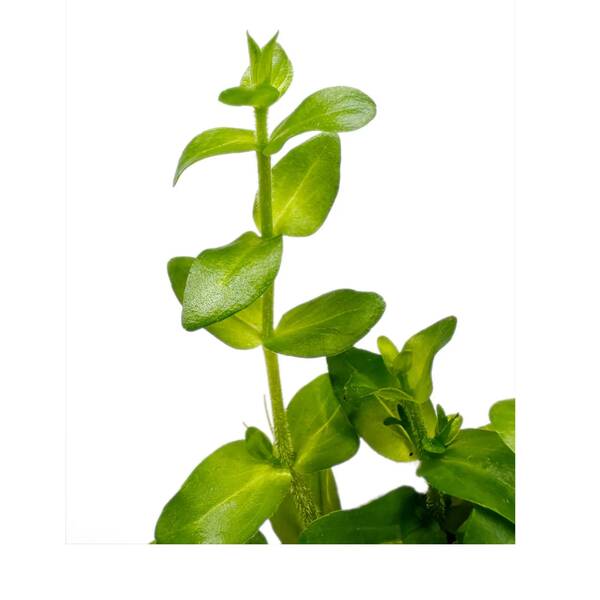 Stoffels Bacopa caroliniana (Amplexicaulis)