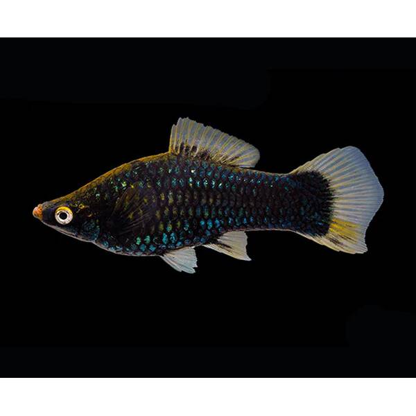 Xiphophorus Helleri Berlin Black Female