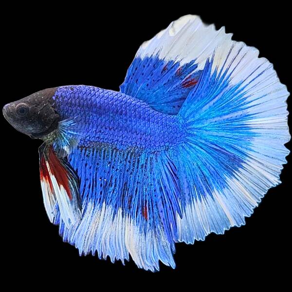Betta Half-Moon Butterfly Male XL