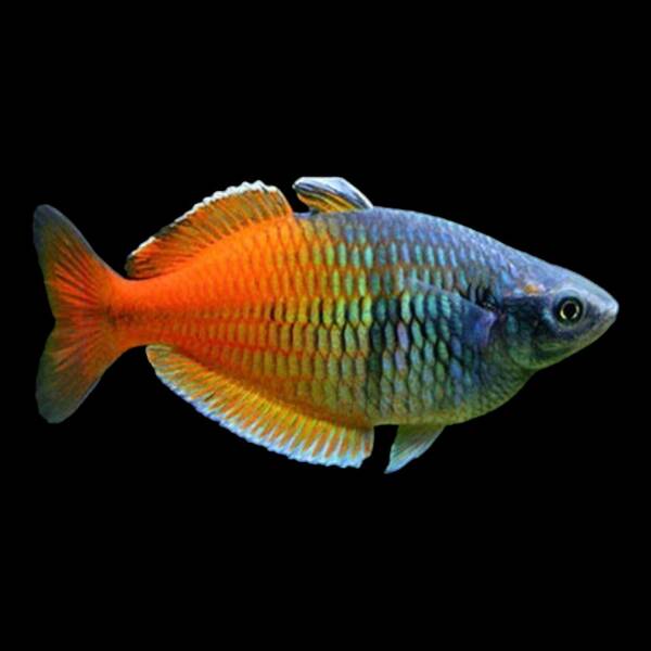Melanotaenia Boesmani 4-5cm