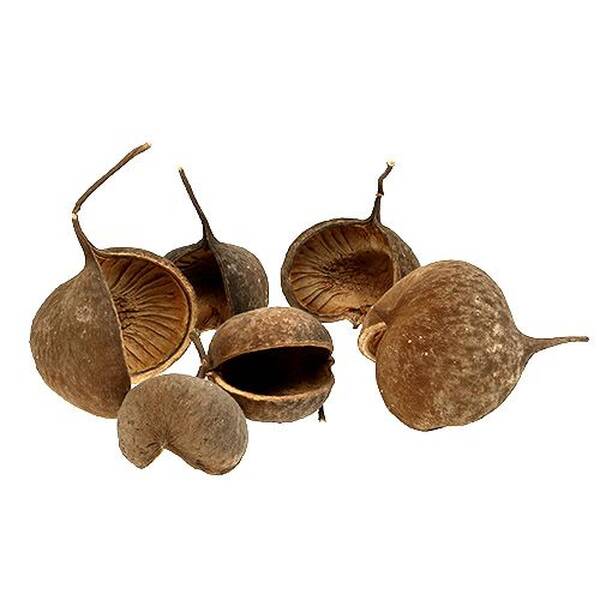 Nature4Pets Buddha Nut Medium 8-13cm
