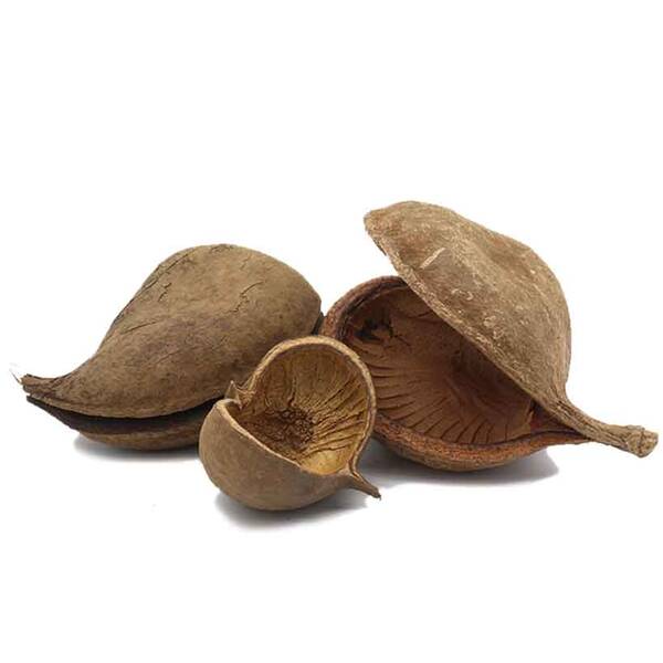 Nature4Pets Buddha Nut Medium 8-13cm Nature4Pets Buddha Nut Medium 8-13cm