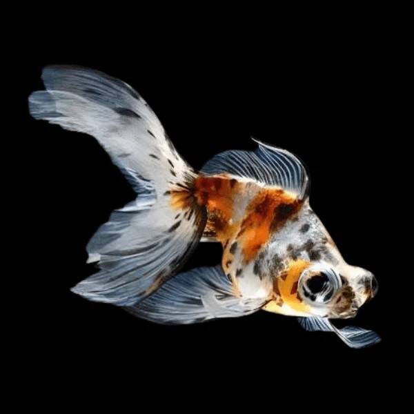Carassius Auratus Telescope Calico 5/6cm