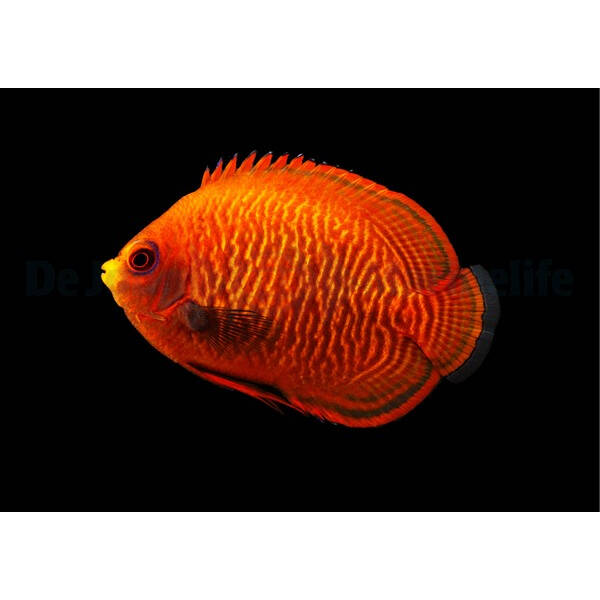 Centropyge Aurantius M
