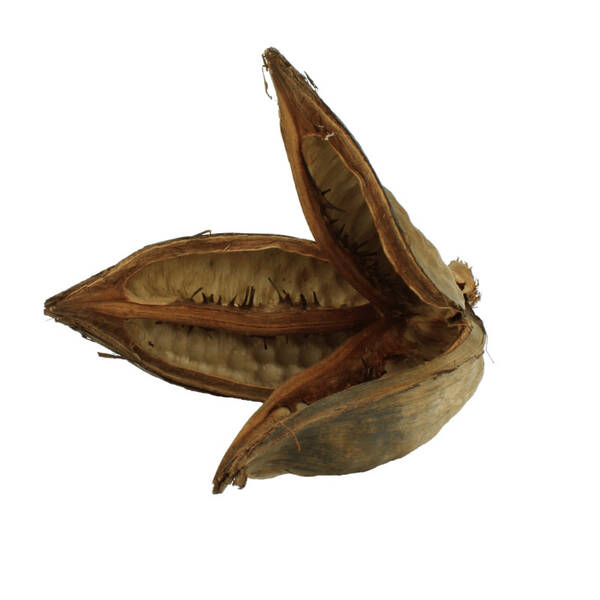 Nature4Pets Sororoca Flower 10-15cm Nature4Pets Sororoca Flower 10-15cm