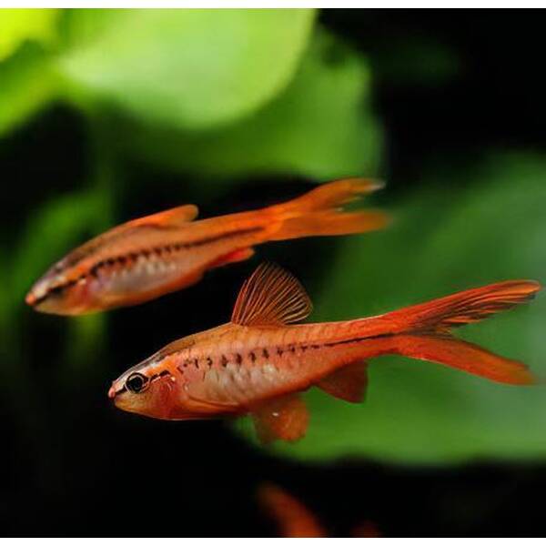 Cherry Barb Long Fin M