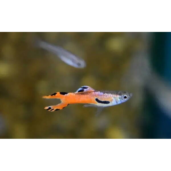 Poecilia Wingei Red Scarlet (M/F) M