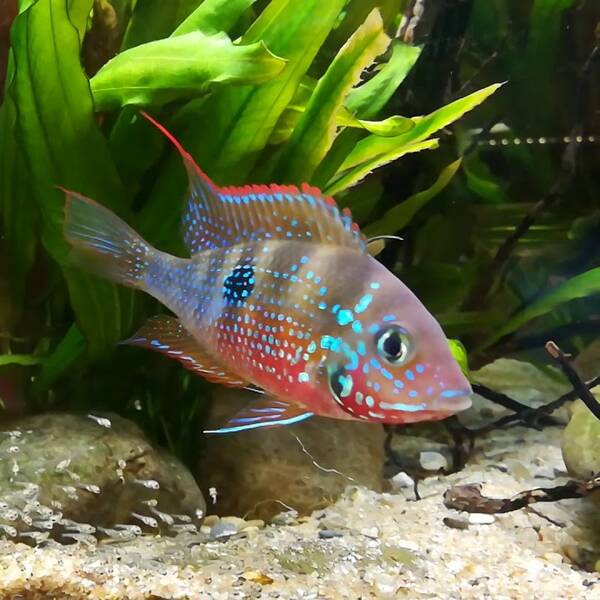 Thorichtys ellioti 3-4cm