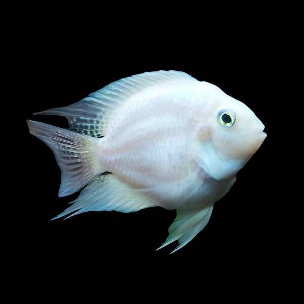 Amatitlania Nigrofasciata Albino Balloon 4-5cm