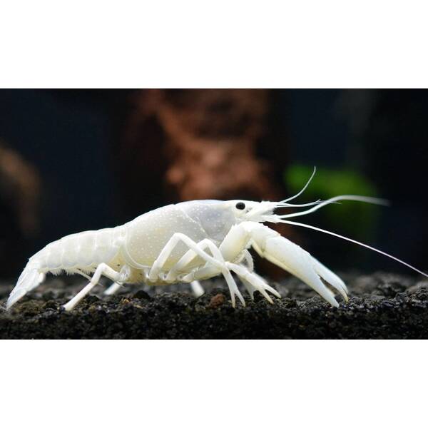 Lobster Snow White 5cm