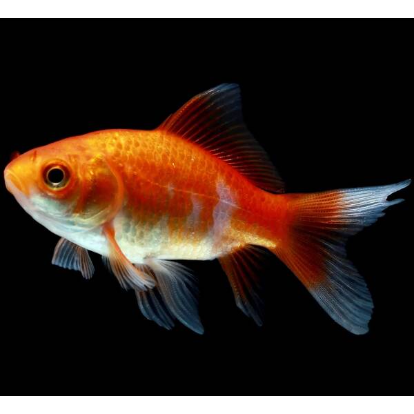 Goldfish Comet 4-7cm