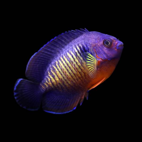 Centropyge Bispinosa L